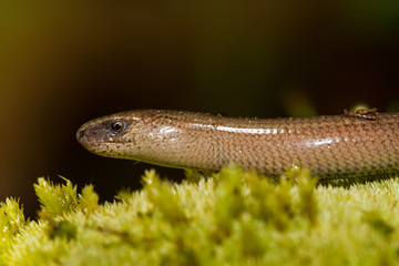 animal