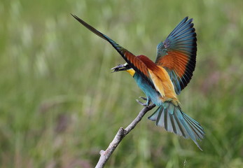 Animal