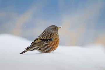 animal