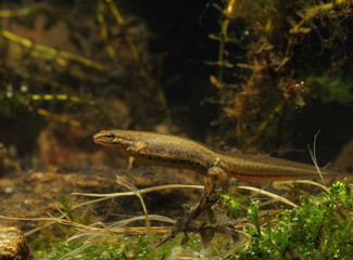 animal