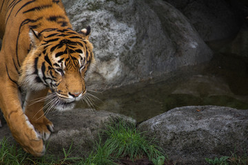 Close Up Of Sumatran Tigers Face Horizontal with Copy Space