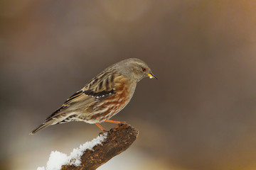 animal