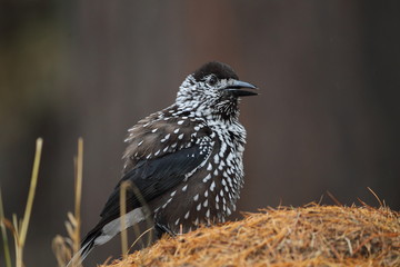 Obraz premium animal