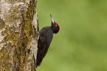 animal