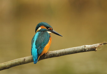 animal