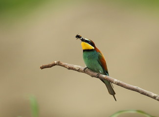 animal