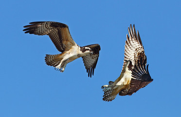 Obraz premium rybołów