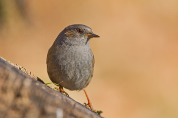 animal