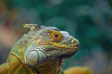 Fototapeta premium animal