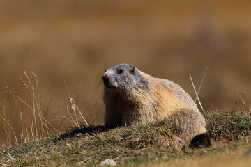 animal