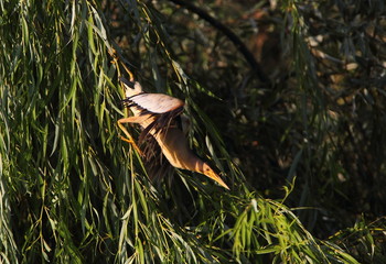 Obraz premium animal