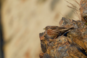 animal