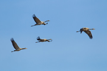 Obraz premium animal