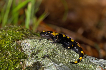 animal