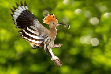 animal © Fabrizio Moglia