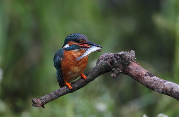 animal