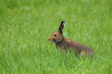 animal