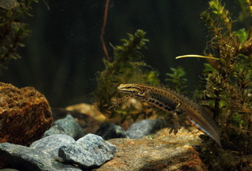 animal