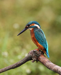 animal