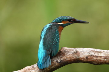 animal