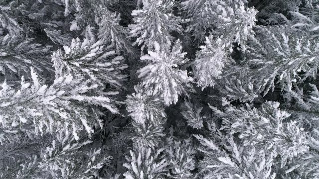 Aerial view of snowflakes falling on frozen tree tops