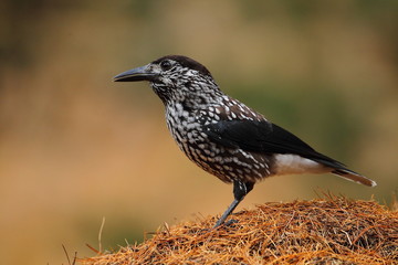animal