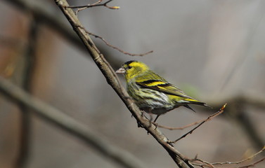 animal