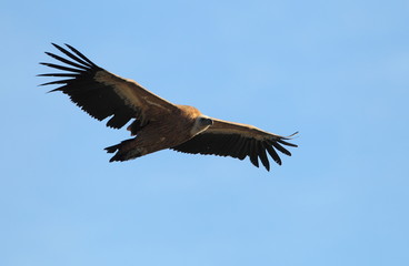 Obraz premium animal