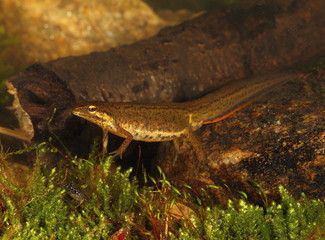 animal