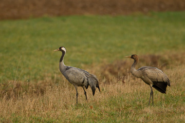 animal
