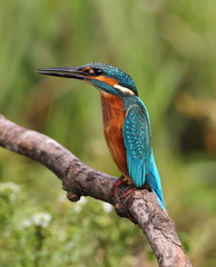 animal