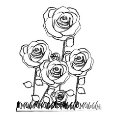 silhouette roses plants icon, vector illustraction design
