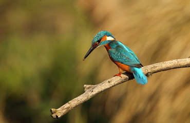 animal