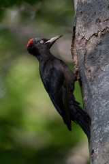 animal