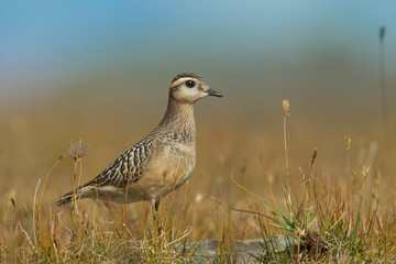 animal