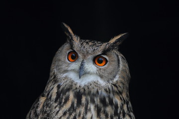 animal