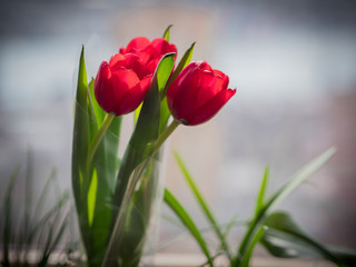 Three red tulips on the window. Shallow depth of field.