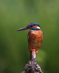 animal