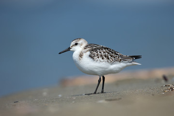 animal