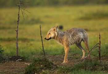 animal