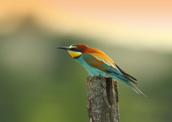 animal