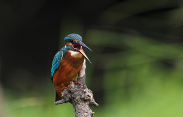 animal