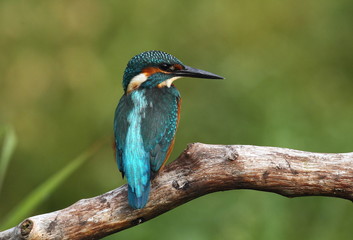 animal