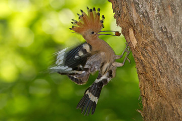 animal