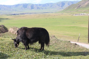 A Black Yak on the Qinghai Tibetan Plateau