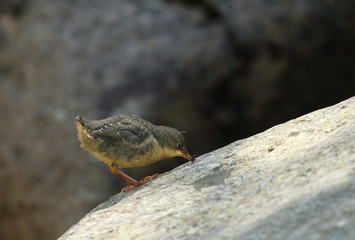 animal