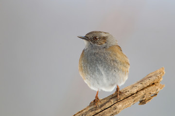 animal