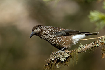 animal