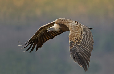 animal