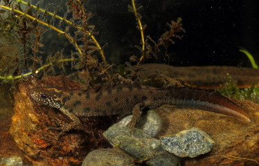 animal